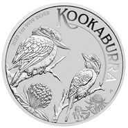 Australiano Kookaburra